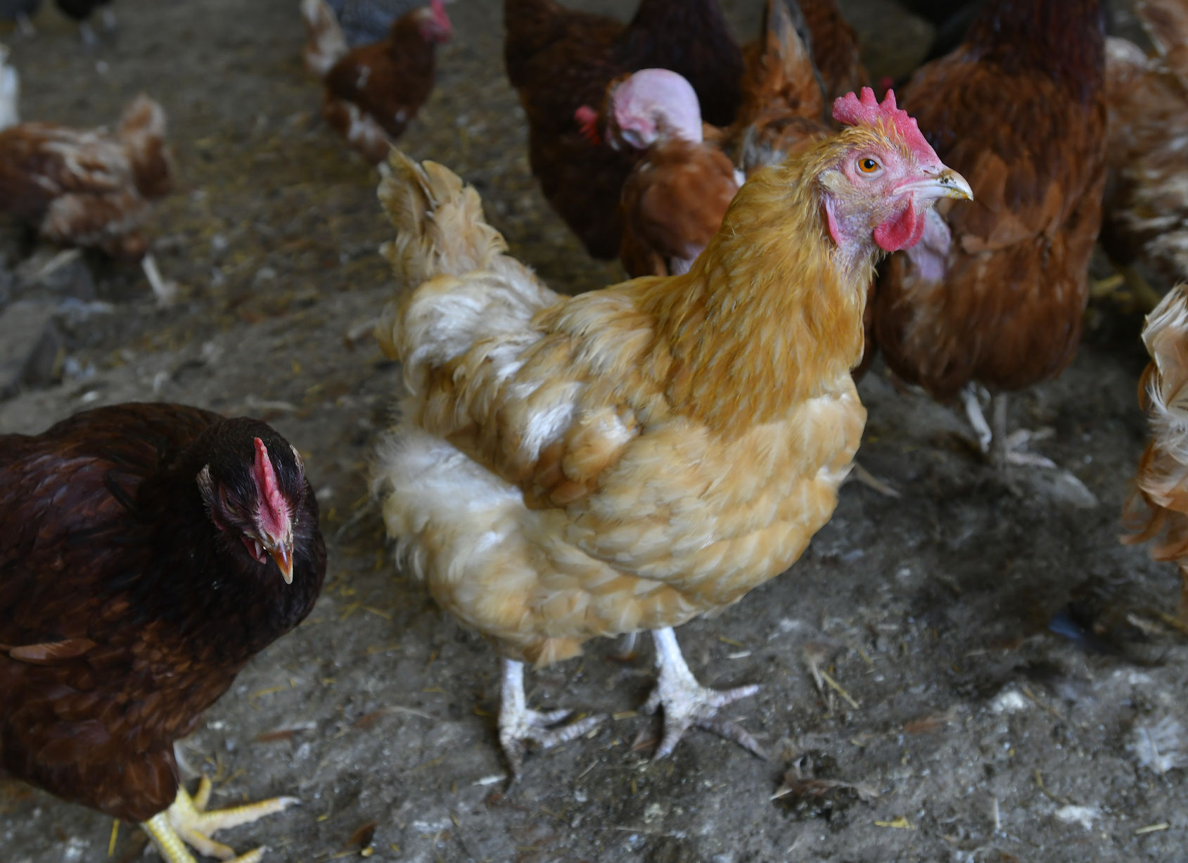 Above Normal Eggs